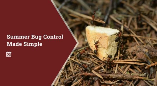 Summer Bug Control Made Simple